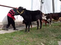 गाय, Simmental cattle — फ़ोटो 3