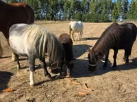 Mare, Horses — photo 6