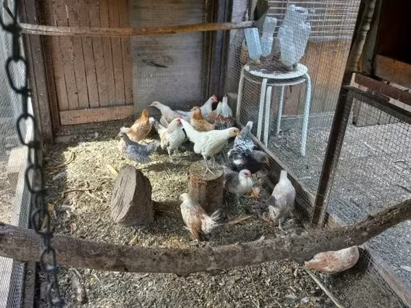 Bantam Holandês