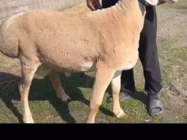 Carneiro, Arashan sheep