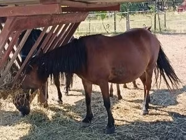 Horse (M), Horses — Hungary