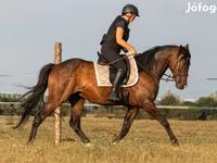 Hengst, Hungarian horse breed — Foto 2
