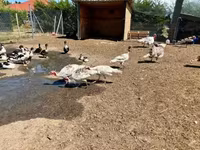 Turkeys — 3-сурет