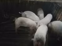 नर सूअर, सूअर — फ़ोटो 4