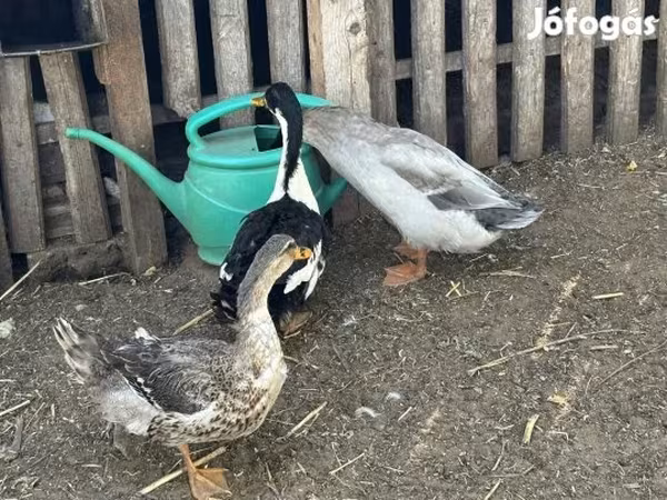 Ducks — Magyarország
