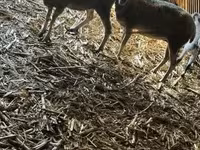 母羊, Sheep — 照片 4