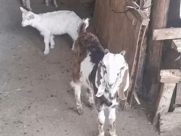 Nőstény kecske, Saanen goat