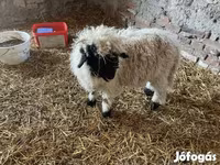 Kos, Wallis Country sheep — 3. fotó