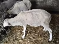Ram, Sheep — photo 1
