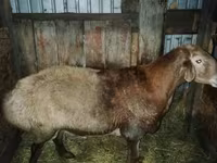 Қошқар, Hissar sheep — 1-сурет