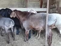 Beran, Hissar sheep — foto 2