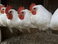 Leghorn — zdjęcie 2