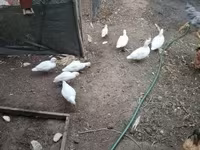 Ducks — الصورة 1