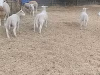 母羊, Sheep — 照片 3