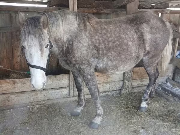 Yegua, Caballos
