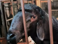 Beran, Arashan sheep — foto 2