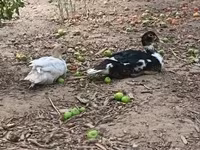 Ducks — الصورة 1