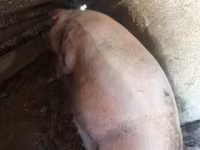 मादा सूअर, Крупная белая — फ़ोटो 2