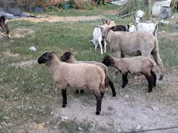 Ovce, Ovce — Maďarsko