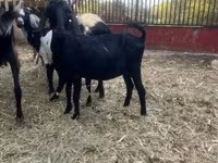 公山羊, Alpine goat — 照片 2