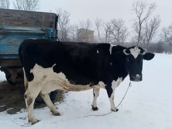 Krowa, Russian Black pied cattle