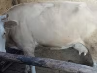 Tehén, Latvian Blue cattle — 1. fotó