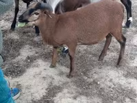 公山羊, Goats — 照片 1