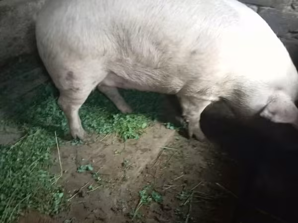 Sow, Pigs