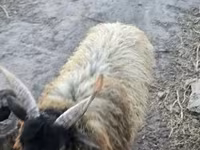 Kos, Racka sheep — 5. fotó
