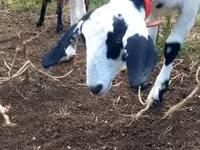 عنزة, Nubian Goat — الصورة 2