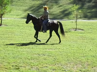Égua, Tennessee Walking Horse — foto 8