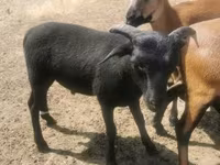 Ziegenbock, Ziegen — Foto 5