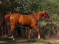 Kanca, Arabian horse — 2. fotó