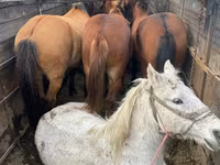 Jument, Chevaux — photo 2
