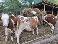 Krowa, Simmental cattle — zdjęcie 1