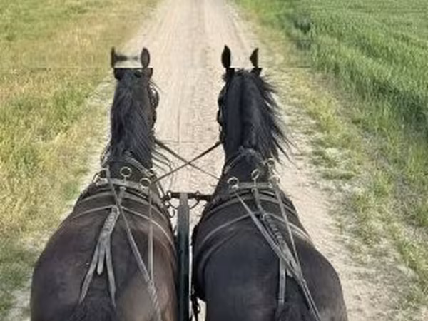 Cheval, Friesian
