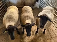 Sheep, White Suffolk sheep — photo 1