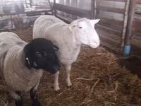 Widder, White Suffolk sheep — Foto 3