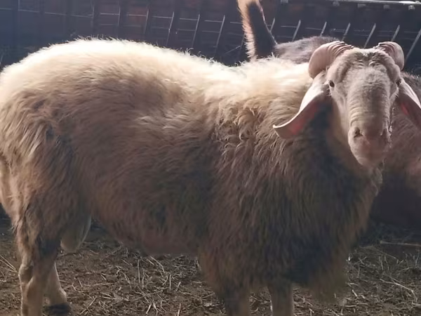 Carneiro, Assaf sheep