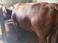 Bull, Cattle — photo 2