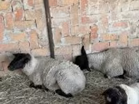 Juh, White Suffolk sheep — 2. fotó