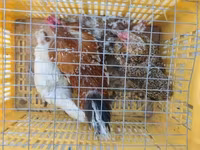 Bantam Japonesa — foto 1