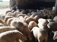 Juh, Ile-de-France sheep — 3. fotó