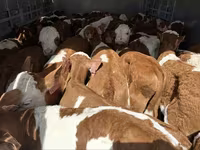 Bika, Simmental cattle — 4. fotó