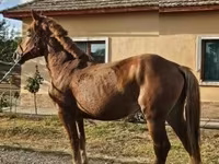 Yegua, Caballos — foto 3