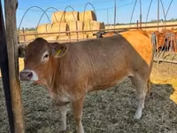 Kuh, Limousin-Kuh — Foto 1