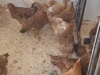 Chickens — foto 2