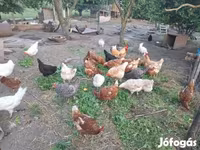 Chickens — photo 3
