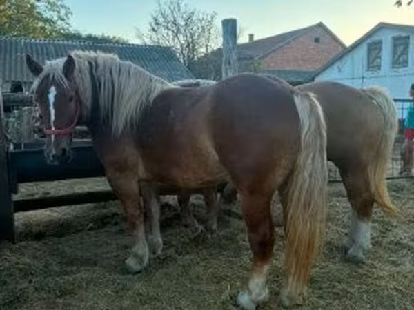 Klisna, Hungarian horse breed