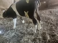 Toro, Ganado vacuno — foto 4
